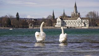 'It's now too late': How invasive species have altered Lake Constance