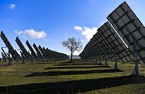 LA tree is surrounded by solar panels in Los Arcos, Navarra Province, northern Spain.