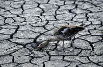 مرگ حیوانات بدلیل خشکسالی