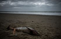 Un delfín muerto en una playa del suroeste de Francia