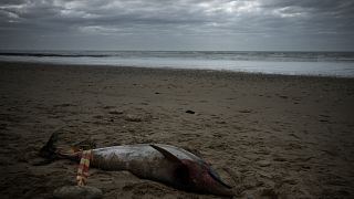 Un delfín muerto en una playa del suroeste de Francia