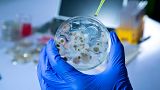 Uno studio correla la pericolosità dei funghi per l'uomo al surriscaldamento globale