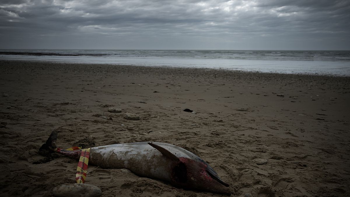 Мертвый дельфин на пляже Ле-Буа-Плаж-ан-Ре на острове Ре, юго-запад Франции, 13 марта 2023 г.