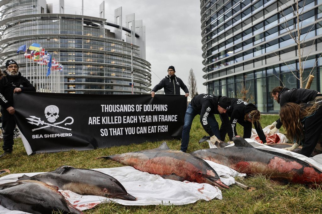 WATCH: Dozens of dolphins beached on France's Atlantic coast