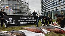 ناشطون يقفون  بجانب دلافين نافقة نشروها أمام البرلمان الأوروبي في ستراسبورغ بشرق فرنسا - 14 مارس 2023