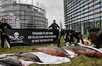 Protesto em Estrasburgo, frente ao Parlamento Europeu, com golfinhos mortos que deram à costa.