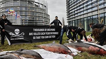Proteste per il destino dei delfini. 