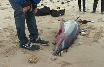 Toter Delfin auf der Ile de Ré an der Atlantikküste Frankreichs