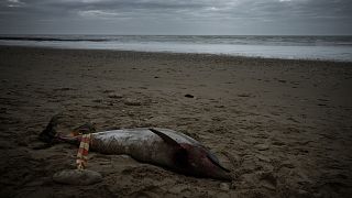 Dauphin retrouvé mort sur une plage de l'île de Ré, dans l'ouest de la France, le 13 mars 2023