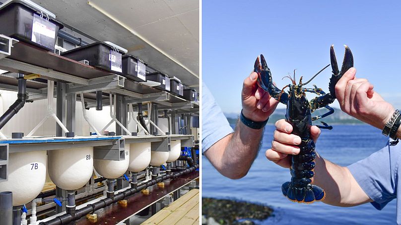 Norwegian Lobster Farm