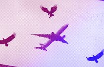 A Boeing 777 of Emirates air company takes off from the Pulkovo airport to Dubai over a transparent fence with bird silhouette stickers in St. Petersburg, October 2022
