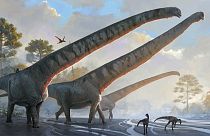 Mamenchisaurus Sinocanadorum'un 15 metre uzunluğunda boynu olduğu anlaşıldı