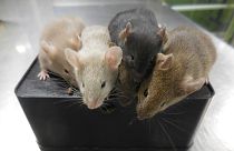 Bilim insanları ilk kez erkek hücreleri dişiye dönüştürerek iki babalı fare yavrusu yarattı