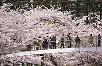 Cseresznyevirágzás Tokióban