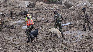 Malawi : des chiens renifleurs recherchent des victimes du cyclone Freddy