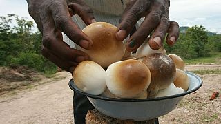In Zimbabwe, wild mushroom trade supplements family incomes