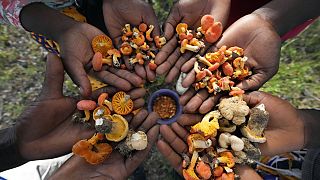 Zimbabwe : la récolte de champignons sauvages à la saison des pluies