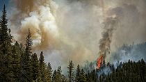 آتش‌سوزی در جنگل‌های ایالات متحده
