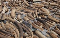 Vietnam'da, Afrika ülkesi Angola'dan getirilen 7 ton fildişi ele geçirildi (arşiv)