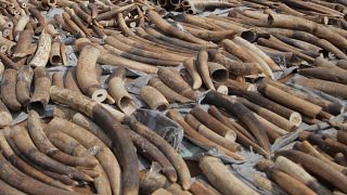 Vietnam'da, Afrika ülkesi Angola'dan getirilen 7 ton fildişi ele geçirildi (arşiv)