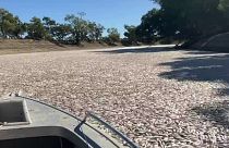 Tote Fische entlang des Darling River bei den Menindee Seen im Outback von New South Wales, Australien