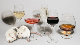 Cientistas têm estudado o comportamento de uma hormona em ratos sob o efeito de álcool