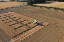 Scientists say gene-edited wheat reduces cancer risk in cooked foods