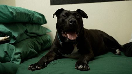 Caesar was adopted by a group of inmates in Tasmania, Australia. 