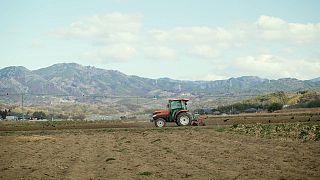 Los esfuerzos de los campesinos para intentar que la agricultura se recupere en Japón