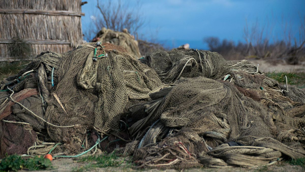 ‘They are serial killers’ How blue crabs are devastating the fishing