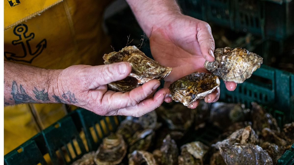 ‘They are serial killers’ How blue crabs are devastating the fishing