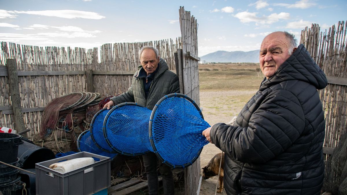 ‘They are serial killers’ How blue crabs are devastating the fishing