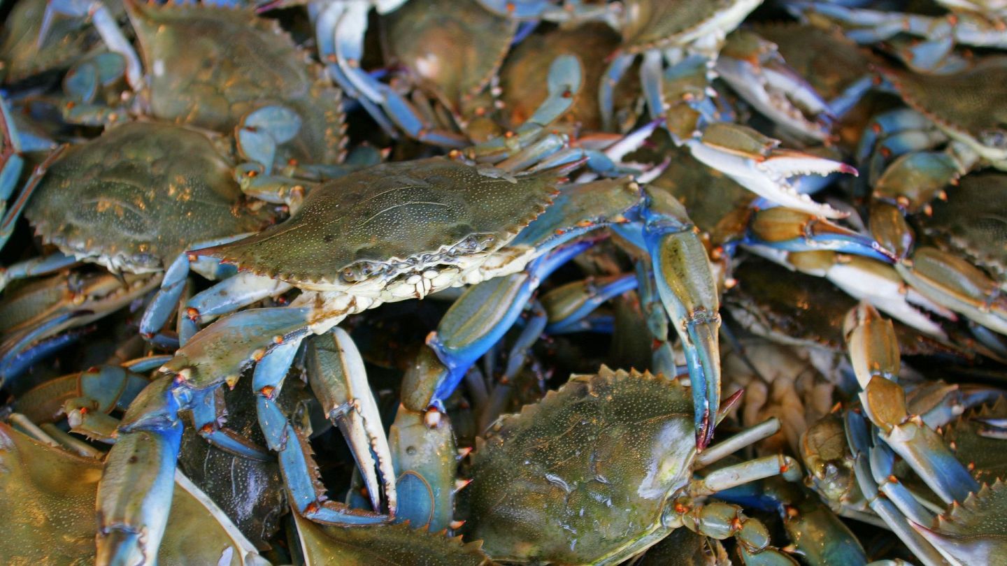They are serial killers': How blue crabs are devastating the