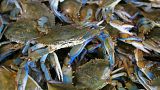 Coming from the US east cost, the blue crab is invading the Canet-en-Roussillon lagoon destroying almost everything in his past.