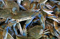 Coming from the US east cost, the blue crab is invading the Canet-en-Roussillon lagoon destroying almost everything in his past.