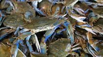 Venu de la côte Est américaine, le crabe bleu envahit l'étang de Canet-en-Roussillon et détruit tout sur son passage.
