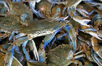 Venu de la côte Est américaine, le crabe bleu envahit l'étang de Canet-en-Roussillon et détruit tout sur son passage.