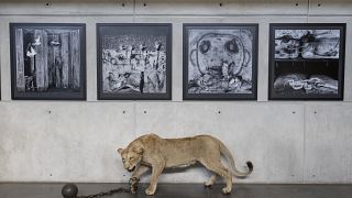 New exhibition explores destruction of wildlife in Africa