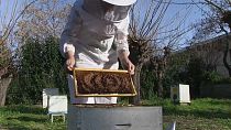 Un apicultor extrae un panal de una colmena