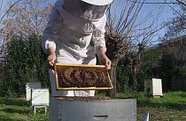 Méhész munkában