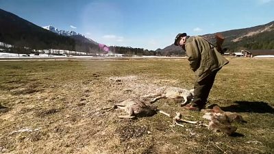 Un ganadero esloveno revisa la masacre perpetrada por el lobo