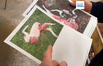 Clichés de moutons tués par le loup en Slovénie