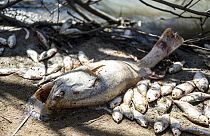 Riesige Massen toter Fische bedecketen die Wasseroberfläche des Darling-Flusses in Australien