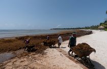 Workers clear sargassum seaweed in Tulum, Mexico in August 2022.