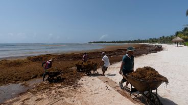 Workers clear sargassum seaweed in Tulum, Mexico in August 2022.