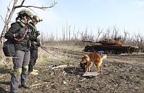 Ukrán utászok bombakereső kutyával