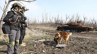 Ukrán utászok bombakereső kutyával
