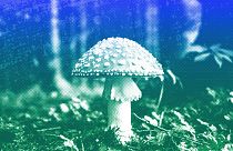 A mushroom in the forest near Bled, Slovenia, September 2017