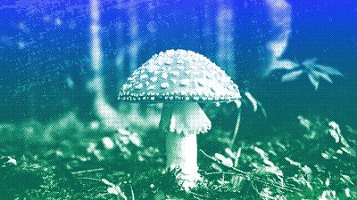 A mushroom in the forest near Bled, Slovenia, September 2017