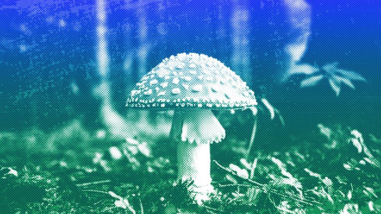 A mushroom in the forest near Bled, Slovenia, September 2017